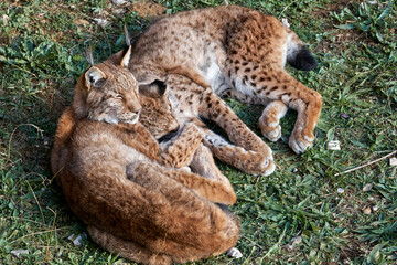 Obraz premium Beautiful portrait of a pair of Boreal lynx lying on the ground while they sleep and one of them raises its head, in Cabarceno, Cantabria, Spain, Europe