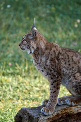 Fototapeta premium Beautiful side portrait of a Boreal lynx sitting on a tree trunk looking sideways in Cabarceno, Cantabria, Spain, Europe