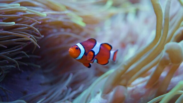 Underwater scene, One clownfish swimming in anemone coral reef in slow motion