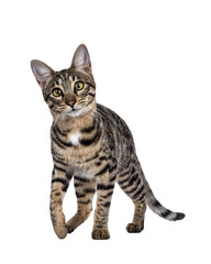 Cute young Savannah F7 cat, walking towards an looking at camera with green / yellow eyes. Isolated cutout on a transparent background.