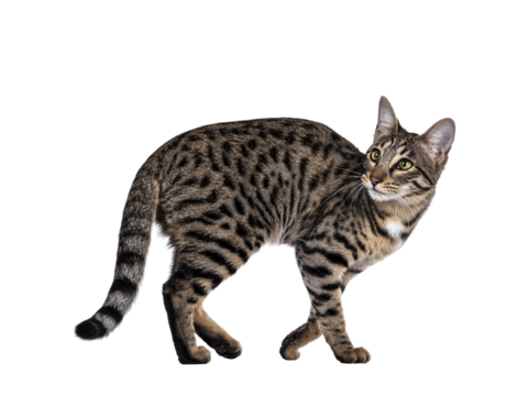 Cute young Savannah F7 cat, walking side ways Looking over shoulder beside camera with green / yellow eyes. Isolated cutout on a transparent background.