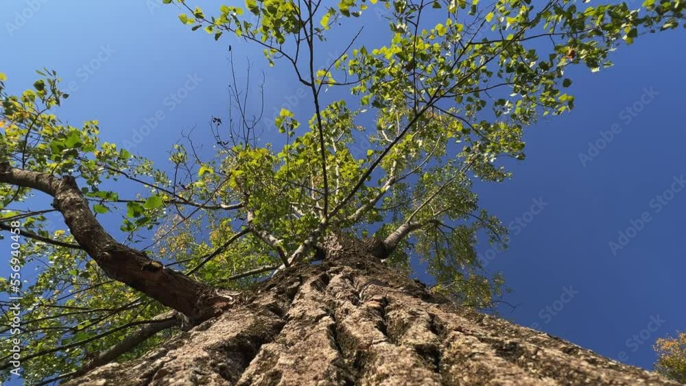 Poster looking up at tree crown and branches seen from trunk. low angle point of view