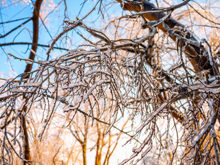 Winter landscape, Vladivostok 2020, trees in ice glaze after freezing rain