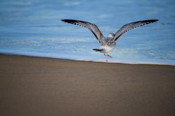 Naklejka premium seagull on the beach