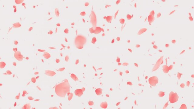 Falling pink petals. Valentine day loopable background