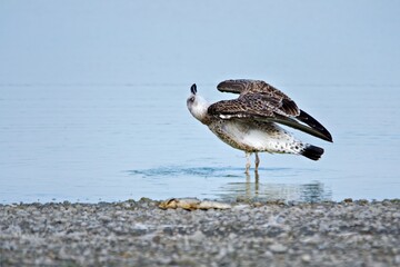 bird, möve, beach, natur, wasser, wild lebende tiere, gestade, weiß, 