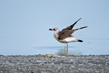 bird, möve, meer, beach, gull, natur, ozean, wild lebende tiere