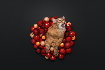 New Year's background. A red Christmas wreath and a cat. Funny cat that eats and catches shrimp.