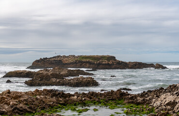 Island with Wild Animals in California, USA. West Coast. Ocean waves and rocks.