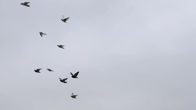 A flock of pigeons flying together with a cloudy sky in the background