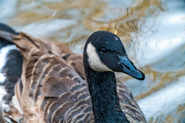 Obraz premium close up of a goose