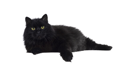Impressive senior solid black Siberian cat, laying down side ways on edge. Looking towards camere...