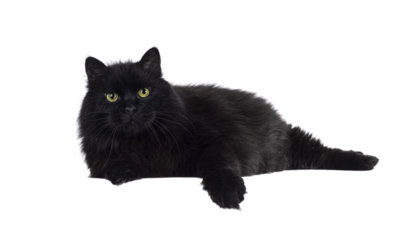 Impressive senior solid black Siberian cat, laying down side ways on edge. Looking towards camere with wise greenish yellow eyes. Isolated cutout on a transparent background.