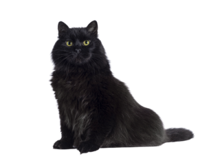 Impressive senior solid black Siberian cat, sitting up side ways. Looking towards camere with wise greenish yellow eyes. Isolated cutout on a transparent background.