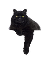 Impressive senior solid black Siberian cat, laying down facing front on edge. Looking towards...