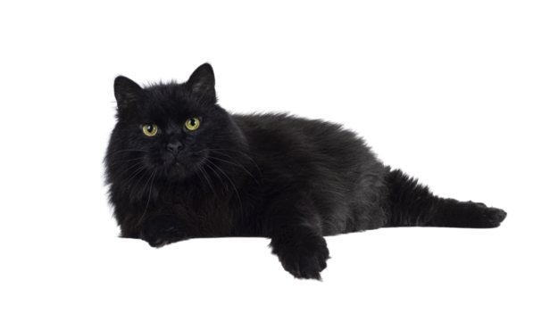 Impressive senior solid black Siberian cat, laying down side ways on edge. Looking towards camere with wise greenish yellow eyes. Isolated cutout on a transparent background.
