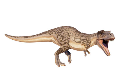 Albertosaurus PNG. Dinosaur Albertosaurus on a blank PNG high resolution background.