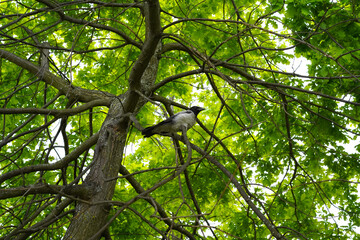 A gray crow on a tree branch. The adult bird of prey sits, legs tucked up, on an oak branch, under the green crown of young leaves.