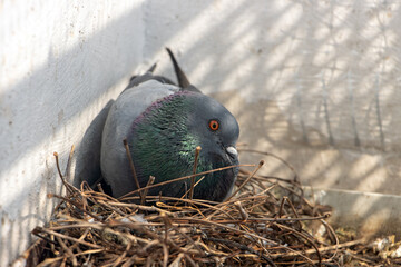 The pigeon sits on eggs in a nest , close up