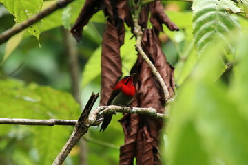 Crimson Sunbird amongst the flowers