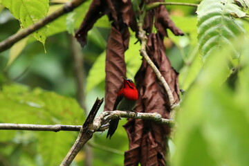 Crimson Sunbird amongst the flowers