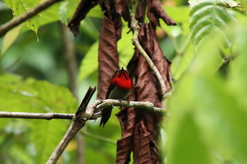 Crimson Sunbird amongst the flowers