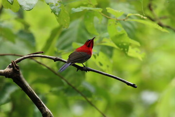 Crimson Sunbird amongst the flowers