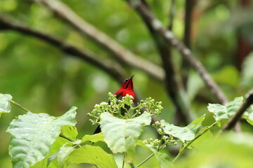 Crimson Sunbird amongst the flowers