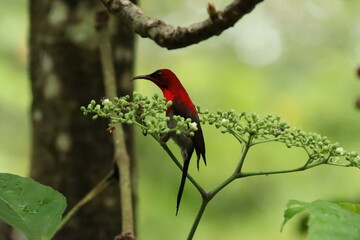 Crimson Sunbird amongst the flowers