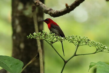 Crimson Sunbird amongst the flowers
