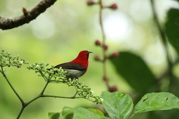 Crimson Sunbird amongst the flowers