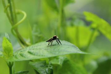 Jumping Spider on a leaf