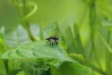 Jumping Spider on a leaf