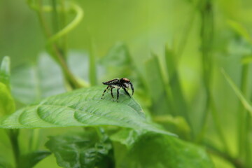 Naklejka premium Jumping Spider on a leaf
