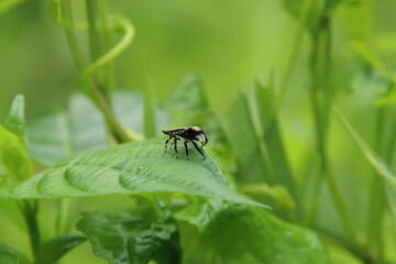 Jumping Spider on a leaf