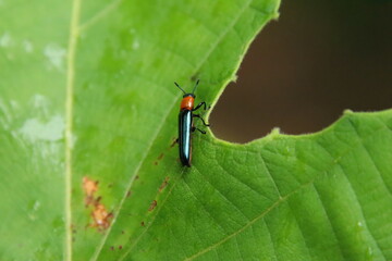 Lizard Beetle on a leaf