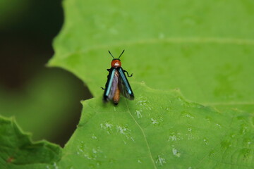Lizard Beetle on a leaf