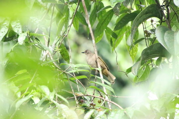 Olive winged Bulbul behind the canopy