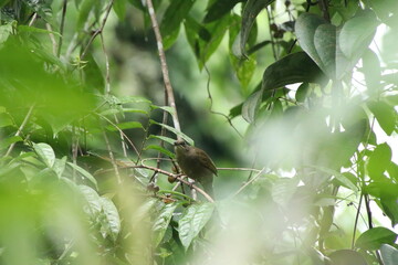 Olive winged Bulbul behind the canopy