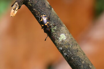 Pleasant Fungus Beetle on a wooden tree log