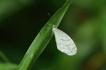 White Psyche Butterfly on a leaf blade
