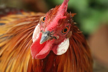 Red Jungle fowl Chicken looking into the camera