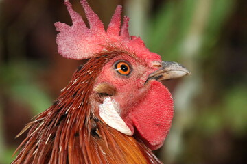 Red Jungle fowl Chicken looking into the camera