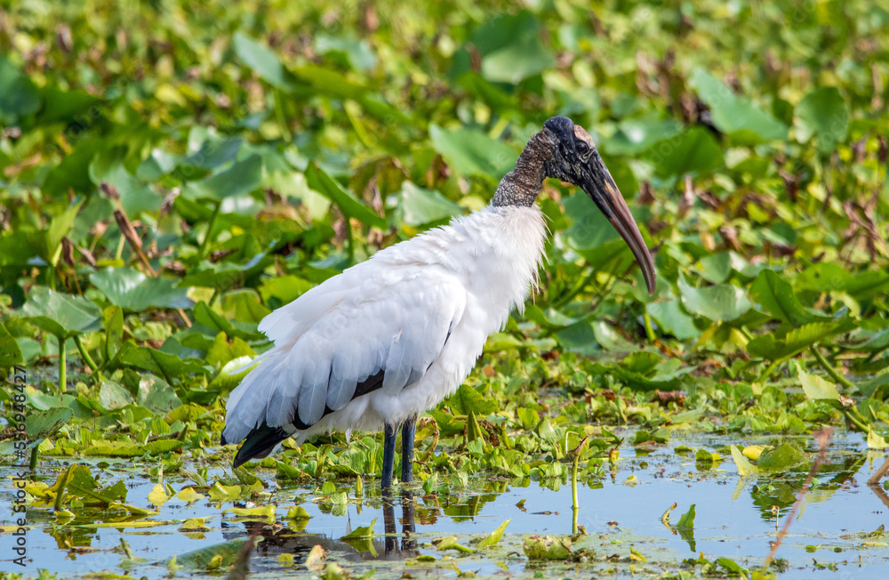 Wall mural Wood stork in a Florida swamp.