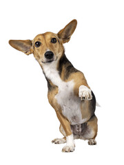 Cute mixed stray dog with big ears, sitting up facing front. Giving paw command. Looking towards camera. Isolated cutout on transparent background.