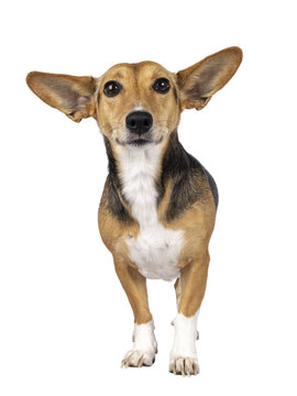 Cute mixed stray dog with big ears, standing facing front. Looking towards camera. Isolated cutout on transparent background.
