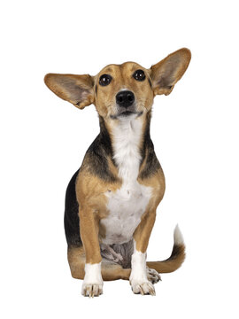 Cute mixed stray dog with big ears, sitting up facing front. Looking towards camera. Isolated cutout on transparent background.