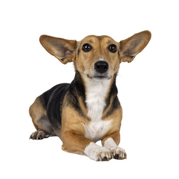 Cute mixed stray dog with big ears, laying down facing front. Looking towards camera. Isolated cutout on transparent background.