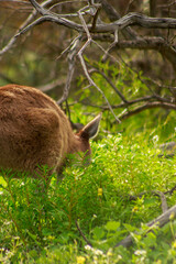 Small Kangaroo Grazing in Western Australian National Park