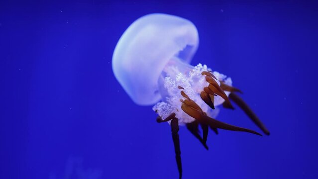 Beautiful White Jellyfish Swimming in Blue Aquarium
